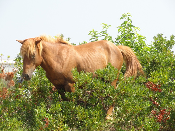 Assateague Island National Seashore