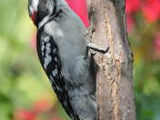 Downy Woodpecker