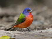 Laguna Atascosa National Wildlife Refuge