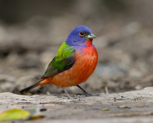 Laguna Atascosa National Wildlife Refuge