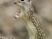Laguna Atascosa National Wildlife Refuge