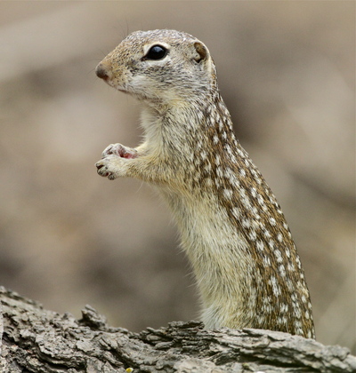 Laguna Atascosa National Wildlife Refuge