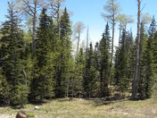 Sandia National Forest