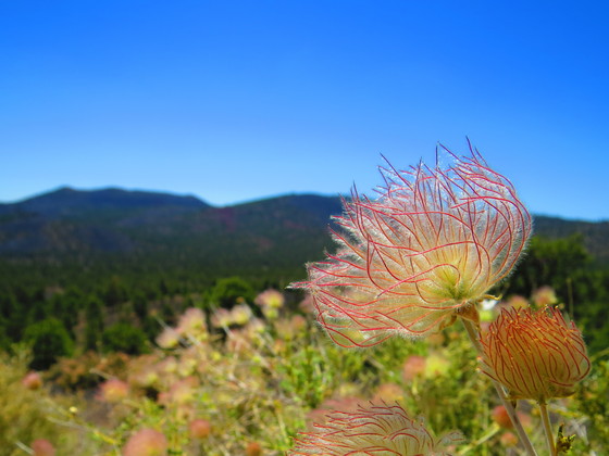 Wupatki National Monument