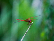 Back Bay Wildlife Refuge