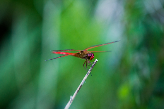 Back Bay Wildlife Refuge