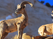 Zion National Park