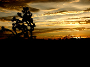 Mojave National Preserve