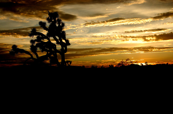 Mojave National Preserve