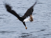 Alaska Public Lands