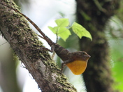 El Yunque National Forest