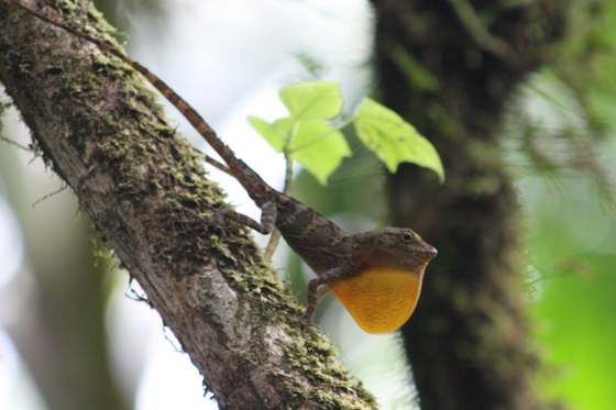 El Yunque National Forest