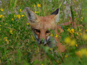 Kit Fox