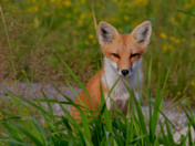 Kit Fox