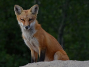 Kit Fox