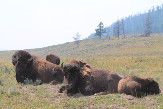 Yellowstone National Park