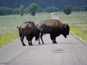 National Elk Refuge Jackson Hole, WY