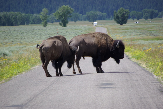National Elk Refuge Jackson Hole, WY