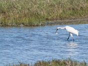 Aransas National Wildlife Refuge