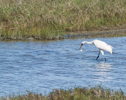 Aransas National Wildlife Refuge