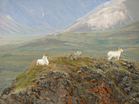 Denali National Park