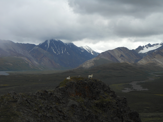 Denali National Park