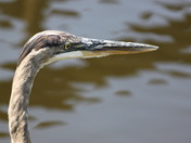 The Everglades National Park