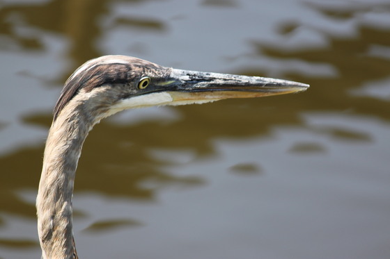 The Everglades National Park