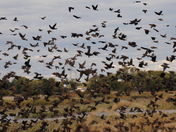 John Heinz Wildlife Refuge