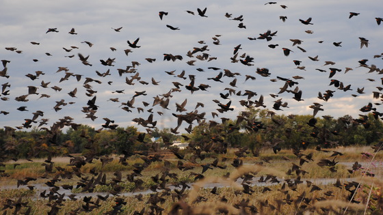 John Heinz Wildlife Refuge