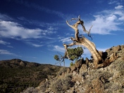 Humboldt-Toiyabe NF, Nevada