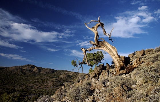 Humboldt-Toiyabe NF, Nevada