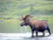 Denali National Park