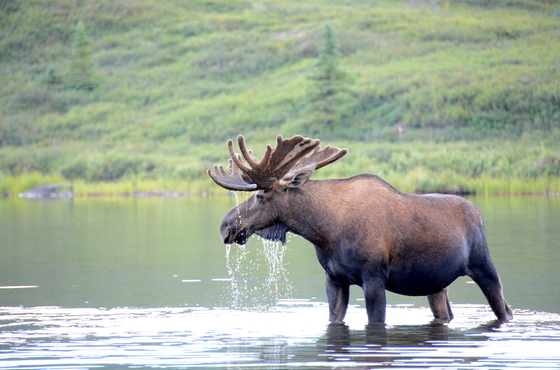 Denali National Park
