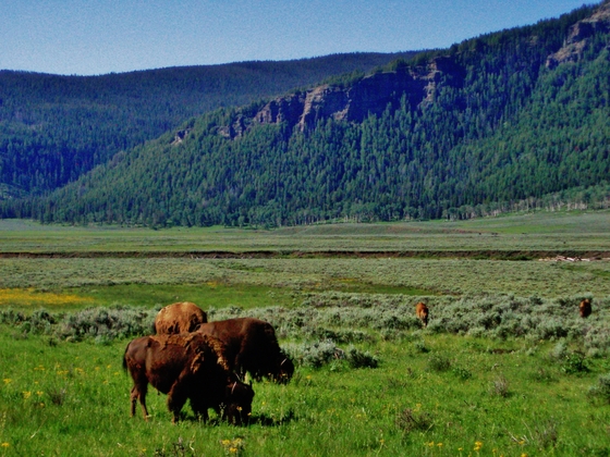 Yellowstone National Park