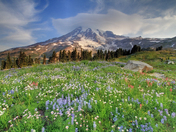 Mount Rainier National Park