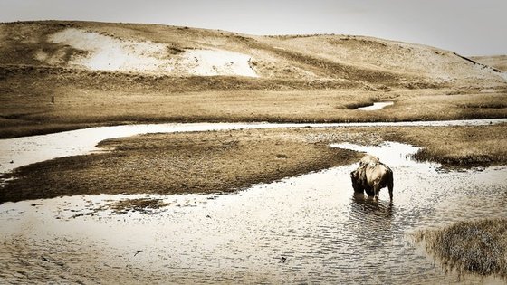 Yellowstone National Park