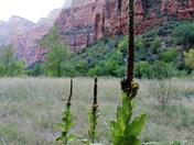 Zion National Park