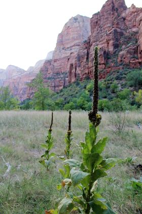 Zion National Park