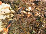 found on the beach...