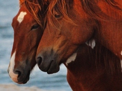 Assateague National Park