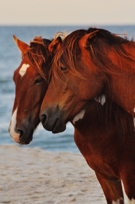 Assateague National Park