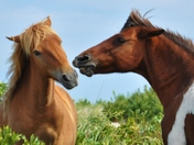 Assateague National Park