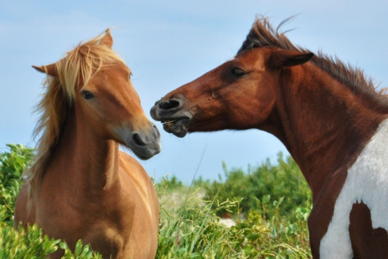 Assateague National Park