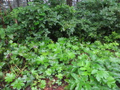 Siuslaw National Forest