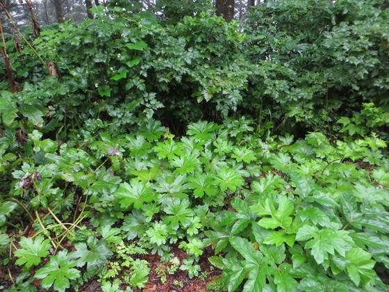 Siuslaw National Forest