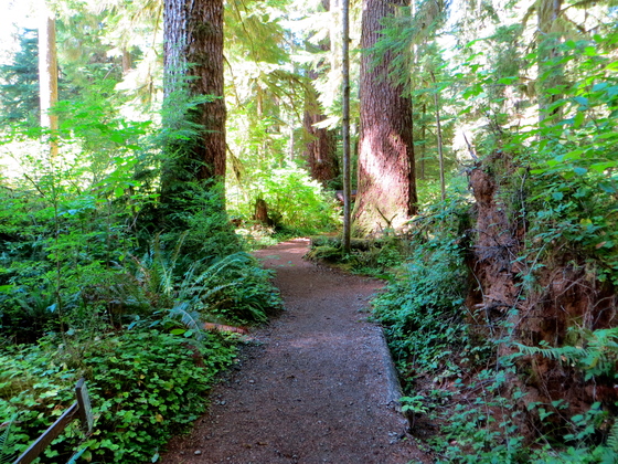 Olympic National Forest