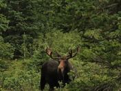 Roosevelt National Forest