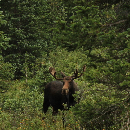 Roosevelt National Forest