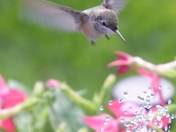 In Flight Refreshments